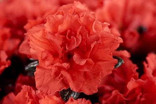Azalea Siena red, Long Flowering Live Garden Plant