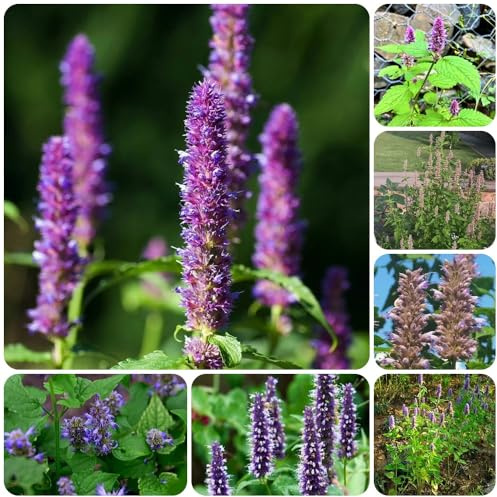 Semi di ortica profumata, esotiche Agastache foeniculum, semi di da cucina semi di selvatiche 150pcs