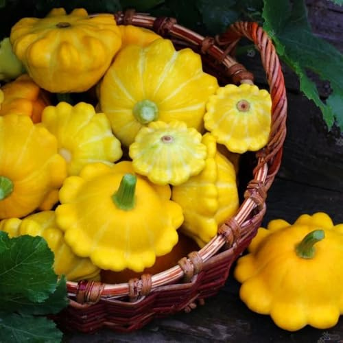 kürbissamen bio - stauden winterhart mehrjährig hochbeet balkon gemüsesamen alte sorten 50pcs