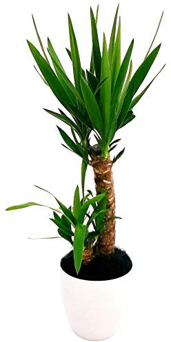 POWERS TO FLOWERS - YUCCA 2 TRONCHI IN VASO CERAMICA BIANCO A RIGHE, Tronchetto della felicità, pianta vera