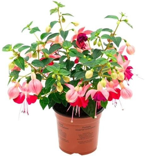 Planta de Fuchsia Natural una Increíble Opción para Crear un Jardín o Interior Moderno y Elegante