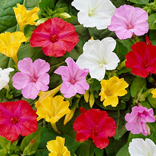 Semi fiori BELLA DI NOTTE MISCUGLIO In Busta Ermetica MADE IN ITALY Qualità superiore con 95% di germogliazione con istruzioni