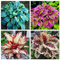Bulbos de hosta (Hosta), planta perenne resistente de crecimiento propio, cubresuelo de jardín, hojas de tamaño mediano a grande-6bulbos-B