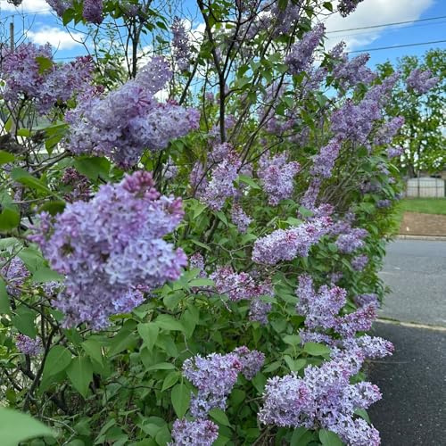 FliederSamen, sträucher gartenpflanzen winterhart mehrjährig blumensamen 20pcs