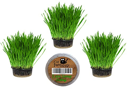 Cat Grass Kits x3 and Extra Strong Catnip x1 By Cat FurNature