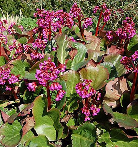 Bergenie Eroica - großer Topf - Bergenia cordifolia