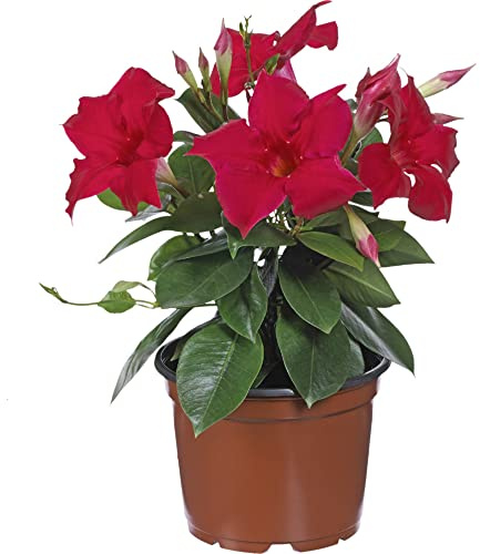 Dipladenia Arbustiva Natural Planta Resistente y Fácil de Mantener