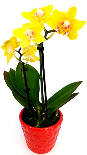 POWERS TO FLOWERS - ORCHIDEA PHALAENOPSIS GIALLA IN VASO CERAMICA SFERICO GIALLO, Pianta Vera