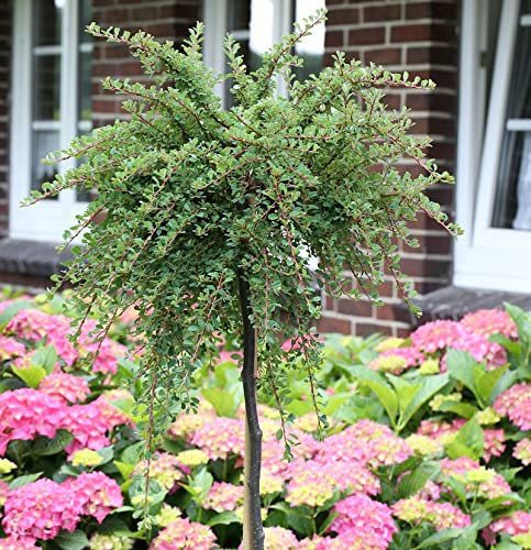 Hochstamm Kompaktwachsender Cotoneaster 80-100cm - Cotoneaster congestus - lebende Gartenpflanze aus den Baumschulen