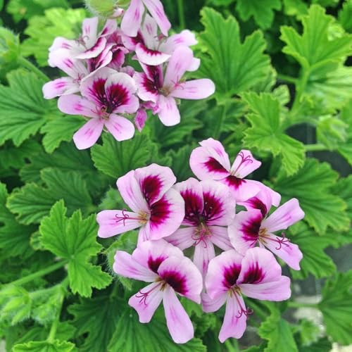 1800+ Citronella Plant Seeds for Planting - Non-GMO Mosquito Plant Seeds - Home Heirloom Garden Perennial Citronella Geranium Seeds for Planting