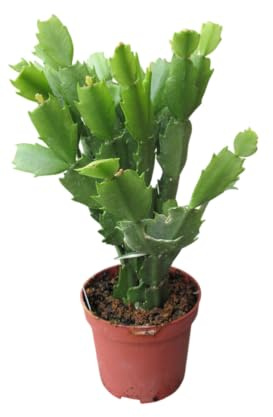 Cactus de Navidad Vivo Planta Natural de Invierno con Floración Espectacular