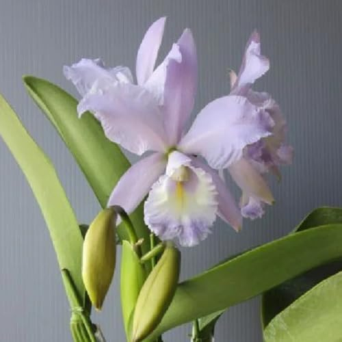 Cattleya orchideen büropflanzen 70samen x Schnelles Wachstum