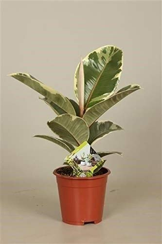 Portal Cool Ficus Elastica 'Tineke' Planta de Goma en un 14Cm Pot. RARA Vez se Ofrece