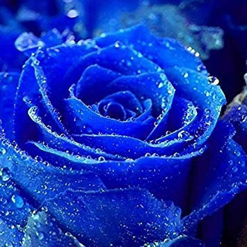 20 Pz Lover Charme Bush Midnight Semi rari Semi Garden Blue Rose