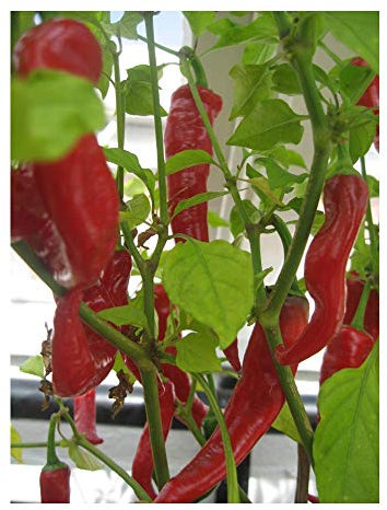 PREMIER SEEDS DIRECT - Organic Pepper HOT HOT Portugal 40 Seeds