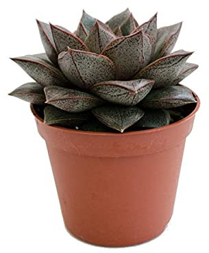 Echeveria Purpusorum Mini Planta Suculenta Natural