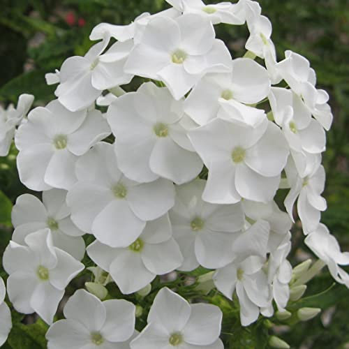 12 unidades o 1 m² Phlox Paniculata 'Rijnstroom' - Phlox Paniculata 'White Admiral' Maceta 9x9 cm
