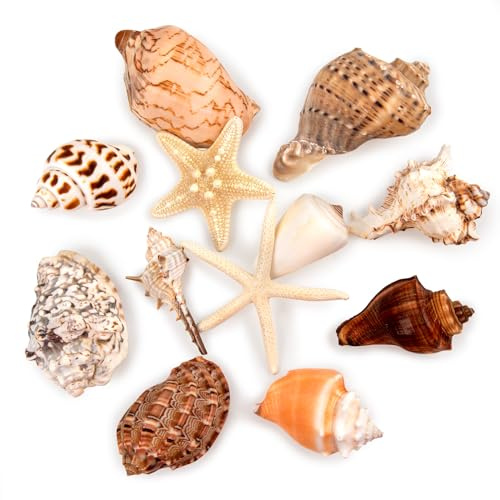 SKOOLOVE 12 PCS Large Sea Shells Nature Mixed Beach Seashells Starfish Conch Hermit Crab Shell for Beach Party Table Scatter Home Decor DIY Crafts Bathroom Fish Tank Decorations