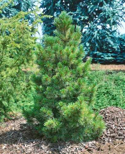 Pinus cembra 150-175 cm – Winterhart, Immergrün, Pflegeleicht – Zirbelkiefer – Nadelgehölz für Garten & Windschutz