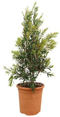 Callistemon KIngs Park Special | Maceta 24 cm | Planta natural de Exterior | Altura 100 cm | Hojas verdes