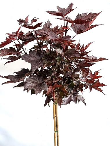 Blut - Ahorn  Crimson sentry  Acer platanoides Hochstamm Höhe 125-150 cm Winterhart Freilandaufzucht