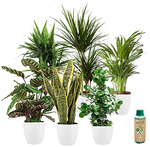 vdvelde.com - Ecoworld Luftreinigende Zimmerpflanzen Echt Wenig Licht Benötigt - 6er Set Pflegeleicht - Grünpflanzen im Weiße Töpfe und Pflanze Dünger - Topf Ø12 / Höhe 40 cm