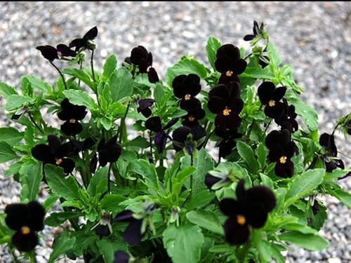 Hornveilchen 'Bowles Black' - Viola nigra - schwarz