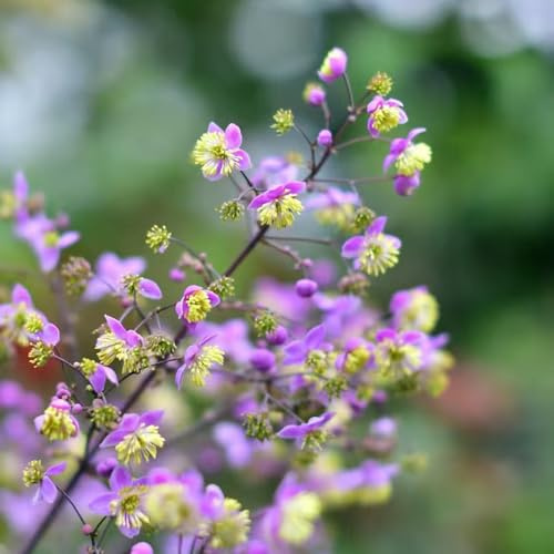 Thalictrum aquilegifolium - stauden mehrjährig kübelpflanzen 300samen