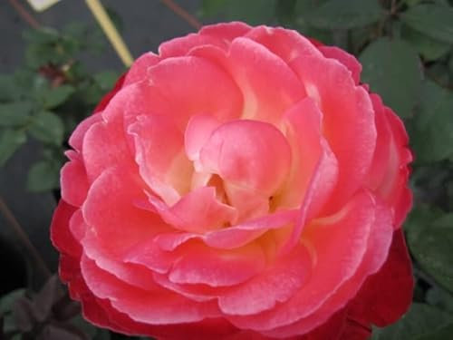 Edelrose Nostalgie ® - Rosa Nostalgie ® - Tantau Rose