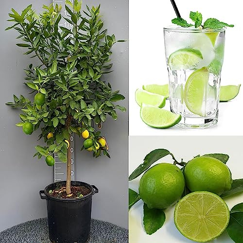 SAVINI VIVAI Zitruspflanze Tahiti-Limette im 35 cm Topf, Höhe 150-180 cm, 6-7 Jahre Veredelung, hergestellt in Italien