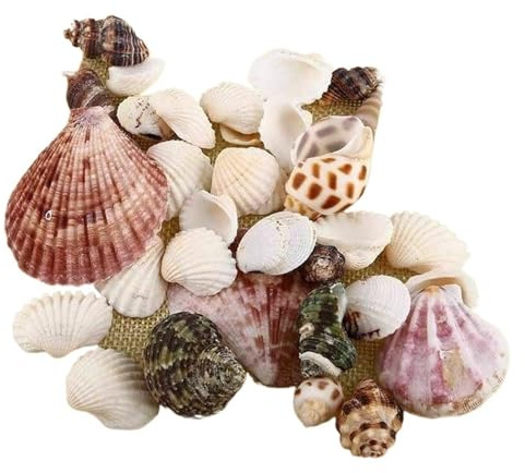 Coquilles de mer Coquilles de mer mixtes, Coquillages for l'artisanat 100g Coquillages de mer mélangés Décoration de mariage Fête à thème de plage, Coquillages Décorations for la maison, Décorations f