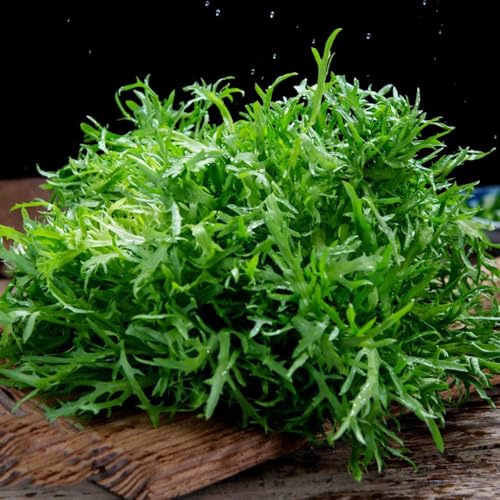indivie resistenti in vaso semi di indivia semi di biologici, varietà antiche Coltivazione rampicanti verdi biologiche esotiche da giardino 400semi