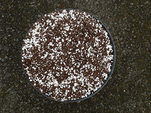 6LT Veuns Fly Trap & Pianta Carnivora Compost Peat & Coarse Perlite Miscela