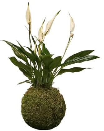 Planta Spathiphyllum KOKEDAMA Artesanal DECOALIVE Planta en Bola de Musgo