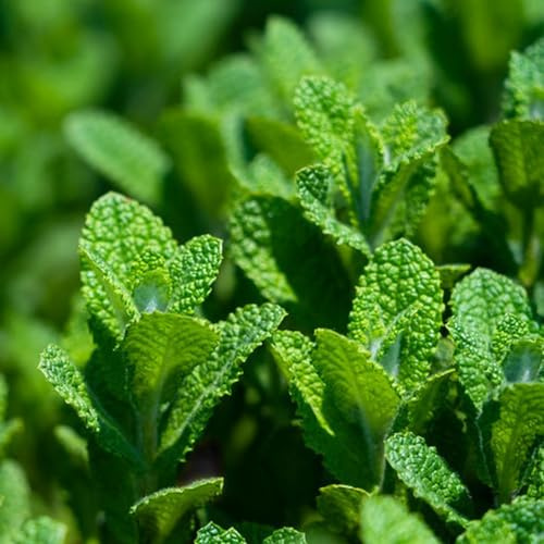 semillas de menta silvestres, resistentes orgánicas de balcón variedades antiguas jardín interior jardín raras la 350pcs