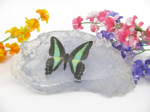 In Kunstharz gegossene Schmetterlinge, Insekten, Skorpione und mehr. Briefbeschwerer, Icemountain, nicht scharfkantig (Schmetterling 04)