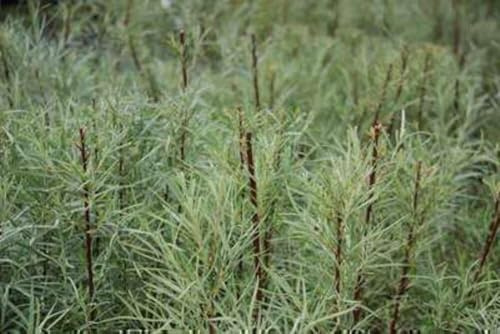 Salix el. 'Angustifolia' ('rosmarinifolia') - Saule À Feuilles De Romarin 30-40 cm en pot