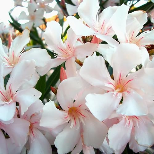Oleandro Bianco Rosato Nerium Oleander pianta in vaso ø18 cm Vivaio di Castelletto