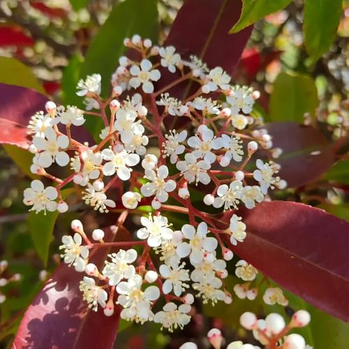 Semillas de Photinia de petirrojo rojo - orgánico para lugares soleados balcón resistentes arbustos en flor, resistentes decoraciones jardín para exteriores 800pcs