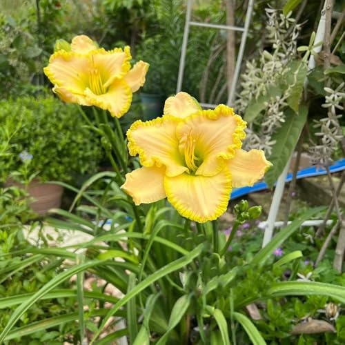 Taglilien, Hemerocallis fulva wiesensaatgut garten geschenk bonsai balkon blumensamen wildblumen exotische blumenbeet kletterpflanzen steingartenpflanzen balkon blumenwiese seltene 650samen