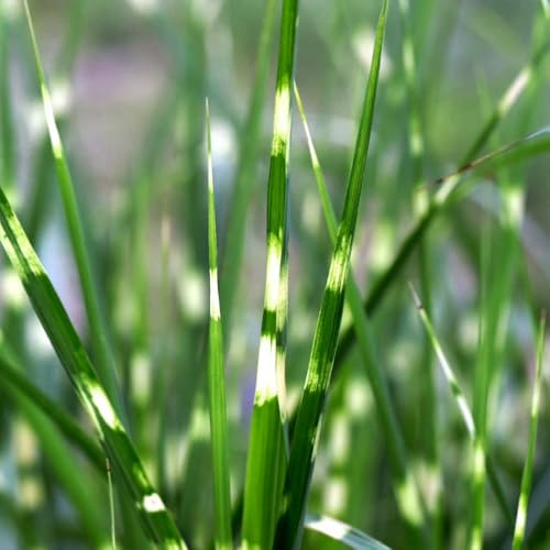 semi di zebragrass, ombra da balcone esterno alle pietre giardino all'esterno giardino esotiche semi 25pcs