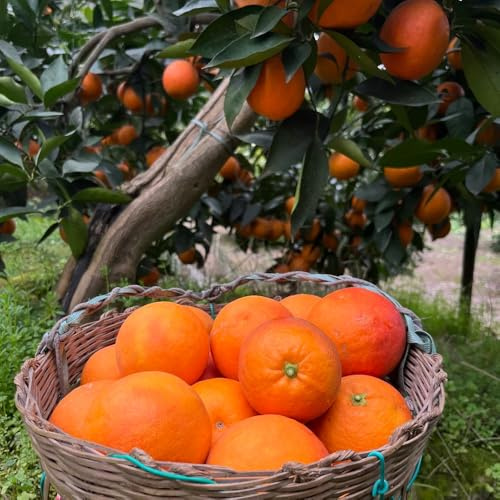 semillas de naranjo resistentes exóticas orgánicas para balcón 100pcs