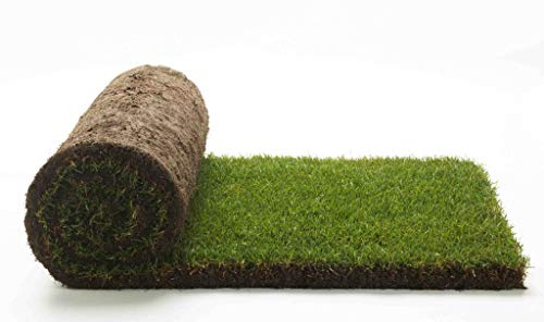 Vero prato pronto a rotoli di 25 mq 1^ scelta in erba naturale, NO sintetica sintetico (50 rotoli) per giardino
