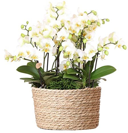 Kolibri Orchids | weißes Pflanzenset im Schilfkorb inkl. Wassertank | drei weiße Orchideen Lausanne 9cm und drei Grünpflanzen | Dschungelstrauß weiß mit autarkem Wassertank