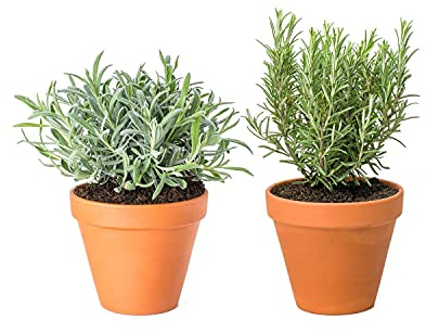 Lavanda y Romero con Maceta de Cerámica DECOALIVE Plantas Aromáticas Naturales