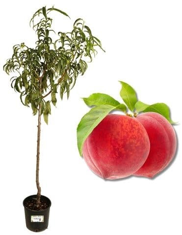 P. Piantine da Orto | Pesca Noce Gialla Precoce, Pianta in Vaso Diametro 22 cm, Pianta Pronta per Il Trapianto, Pianta Vera, Frutta da Mangiare, Vivaio Italiano