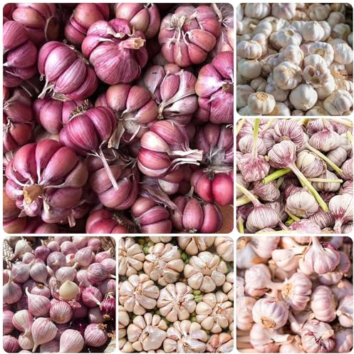 semi di aglio resistente, Allium sativum, rari esotici, varietà antiche, aiuola rialzata 120pcs