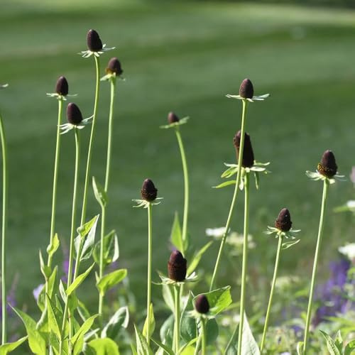 Sonnenhut - Rudbeckia laciniata gartenpflanze pflanzensamen exotisch topfpflanzen echt blumenbeet balkon pflanzenkübel indoor kräutergarten sommerblumen gartendeko für draußen 150samen