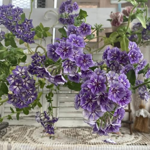 Phlox de alfombra - flox subulata trepadora de primavera jardín decoración decoraciones jardín para exteriores semillas balcón verano semillas prados silvestres 250pcs