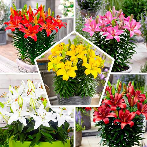 Bulbi Fiori Perenni da Esterno - 15 Bulbi di Gigli Matrix - Mix di 5 varietà (3 per ogni colore) - Piante e Fiori Esclusivi dall’Olanda - per giardino e vaso (non semi, non artificiali)